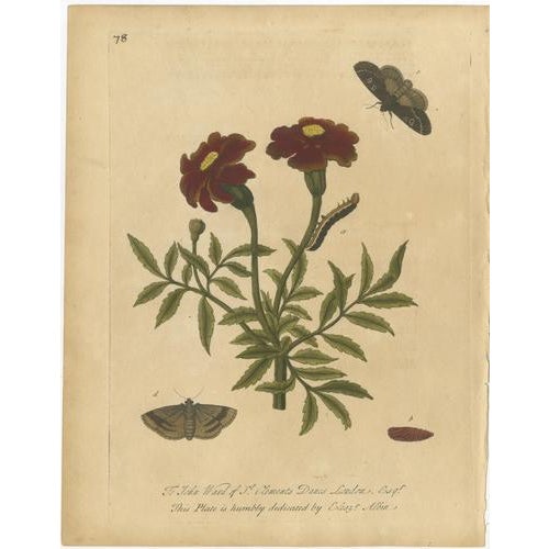 Albin, Entomology Plates of English Insects on Marigold & Willow, 1720, Engravings, Set of 2 For Sale - Image 3 of 10