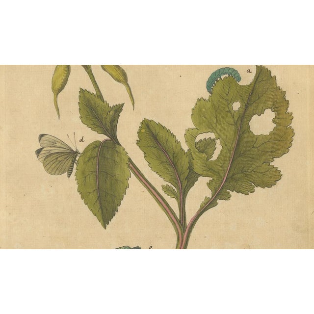 E. Albin, Butterfly Life Cycle on Flowering Plant, Hand-Colored Engraving, 1720 For Sale - Image 3 of 9