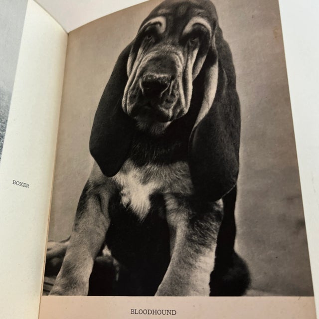 1950s the Dog in Nature, History and Art Book For Sale In New York - Image 6 of 12