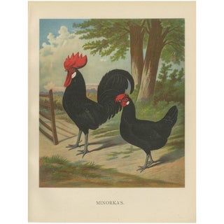 The Minorca, A 19th Century Poultry Lithograph, 1888, Print For Sale