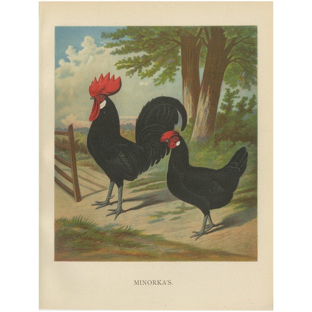 The Minorca, A 19th Century Poultry Lithograph, 1888, Print For Sale