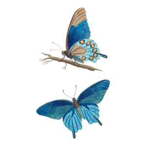 Butterflies by Thomas Say, Vintage Entomology Art Print Reproduction, 24" × 36"