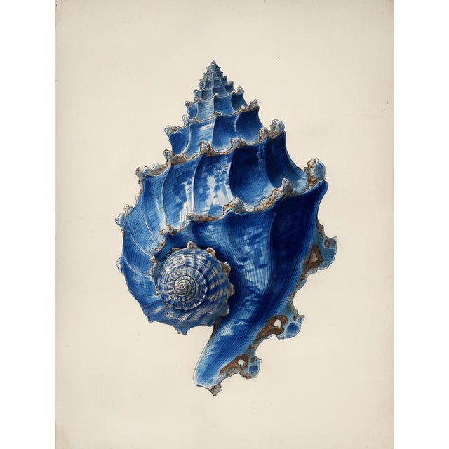 2020s Set of 6 – Blue Conch Shells Collection | Coastal Natural History Fine Art Prints For Sale - Image 5 of 14