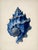 2020s Set of 6 – Blue Conch Shells Collection | Coastal Natural History Fine Art Prints For Sale - Image 5 of 14