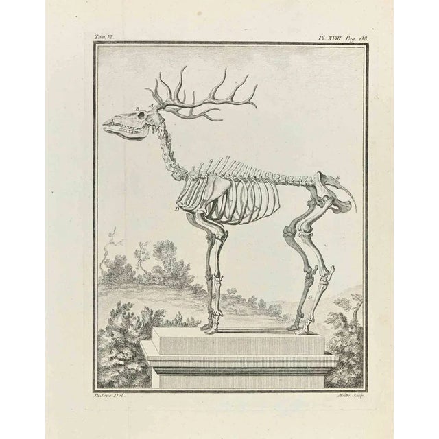 Skeleton is an etching realized by Jean Gullaume Moitte in 1771. The artwork Belongs to the suite "Natural, general and...