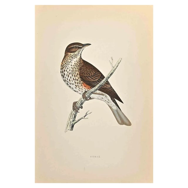 Alexander Francis Lydon, Redwing, Woodcut Print, 1870 For Sale