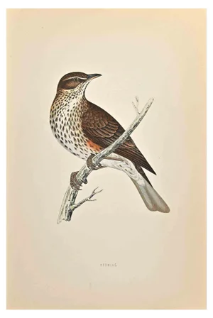 Alexander Francis Lydon, Redwing, Woodcut Print, 1870