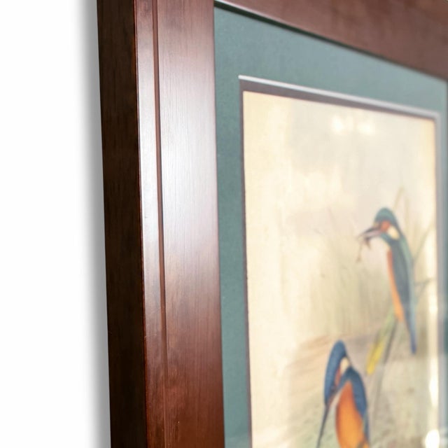 English 19th-Century John Gould Kingfisher Bird Lithograph | Original Hand-Colored Natural History Print For Sale - Image 3 of 12