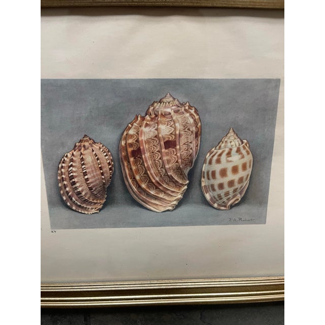 Tan French Shell Art Lithographs- By Paul A. Robert - Set of 12 Circa 1936 For Sale - Image 8 of 12