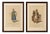 European School Artist, Barbary Ladies in Morning and Ceremonial Dress, 1749, Engravings, Set of 2 For Sale