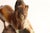 Vintage Painted Chalkware Horse Sculpture / Figurine For Sale - Image 14 of 18