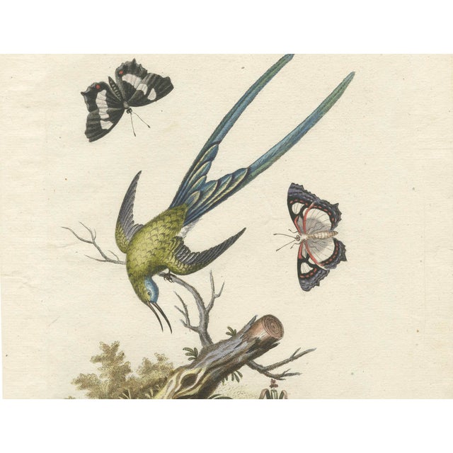 This hand-colored engraving, titled "Avis mellivora viridis macroura" (Long-Tailed Green Hummingbird) and "Le Colibri-Vert...