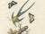 This hand-colored engraving, titled "Avis mellivora viridis macroura" (Long-Tailed Green Hummingbird) and "Le Colibri-Vert...
