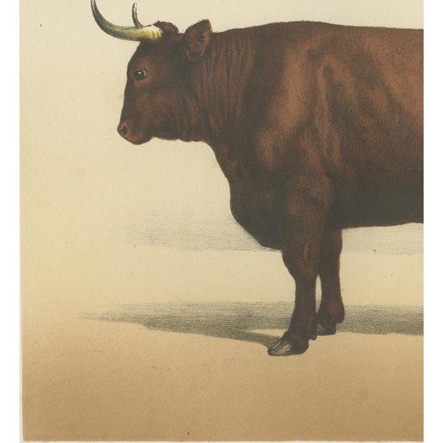 19th Century Borie, Salers Ox, French Cattle Breed, 1863, Chromolithograph For Sale - Image 5 of 9