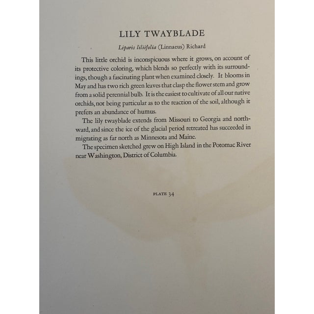Lovely 19th C. Botanical Color Print on Paper With Genus Biography - Lily Twayblade - Set of 2 For Sale - Image 4 of 6