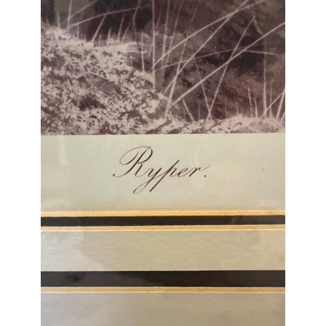 Framed Game Bird Prints After Archibald Thorburn, Pheasant & Ryper – A Pair For Sale - Image 11 of 12