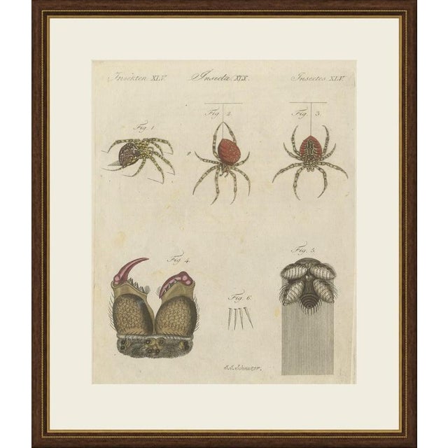 This hand coloured copper engraving of the european garden spider, or cross spider, with magnified studies of its fangs,...