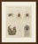 This hand coloured copper engraving of the european garden spider, or cross spider, with magnified studies of its fangs,...