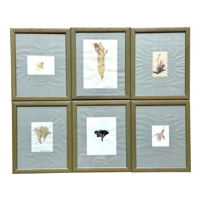 Vintage Pressed Specimen Plant Clippings - Set of 6 For Sale