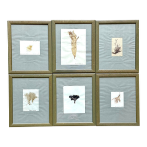 Vintage Pressed Specimen Plant Clippings - Set of 6