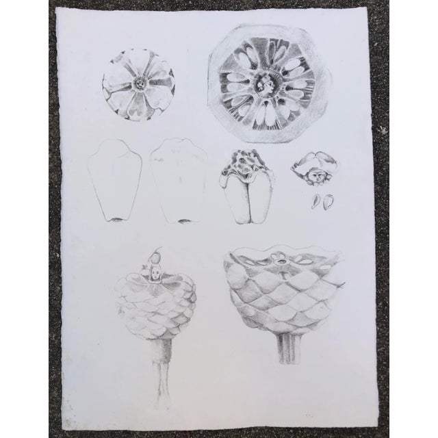 Botanical & figural litho by Atlanta artist Adrienne Anderson (1949-2020). Anderson earned her MFA from University of...