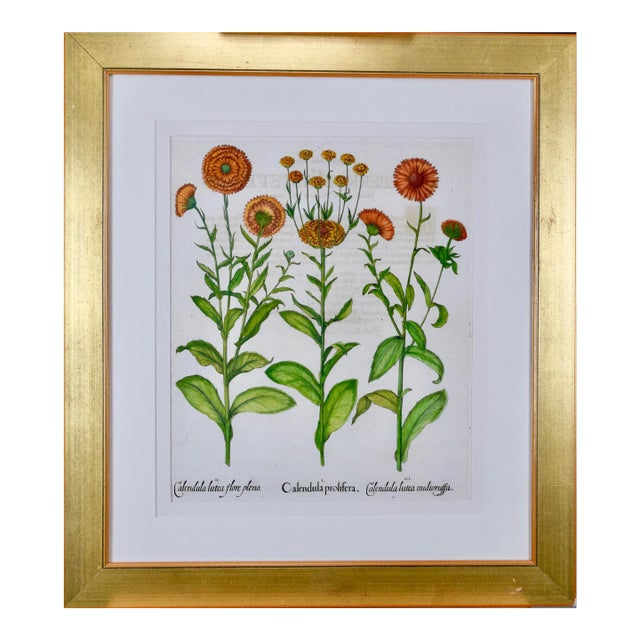 Calendula Flowers: An 18th Century Hand-Colored Botanical Engraving by Basilius Besler, 1713 For Sale
