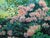 1990s H Claude Pissarro "Les Rhododendrons" Hand Signed Artwork, Garden Flowers For Sale - Image 5 of 8