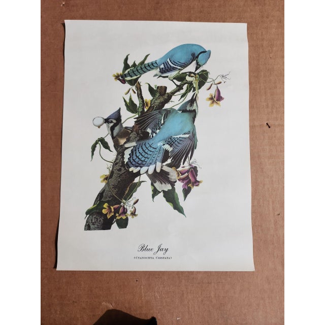 1960s Vintage Audubon Birds of America Prints - Set of 14 For Sale - Image 5 of 15