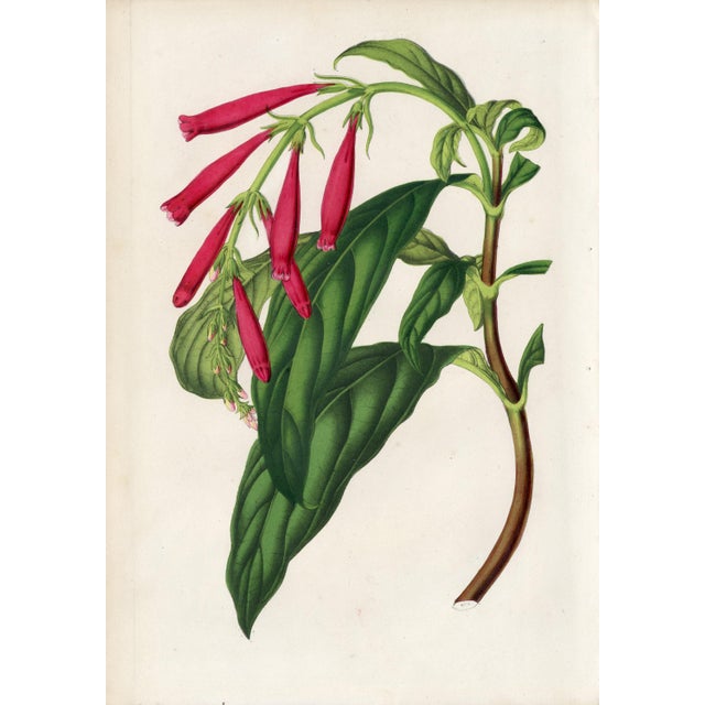 14 Van Houtte Botanicals! Hand Color c.1853 Set A For Sale - Image 14 of 15