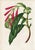 14 Van Houtte Botanicals! Hand Color c.1853 Set A For Sale - Image 14 of 15