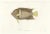Barrois, King Angelfish, 1845, Lithograph on Paper For Sale - Image 10 of 10