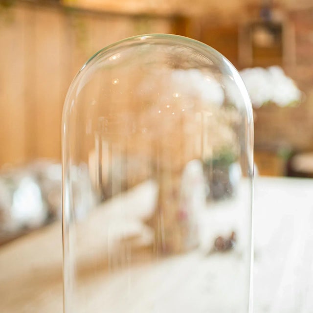 Mid 19th Century 1850's Pair of Antique Display Domes For Sale - Image 5 of 10