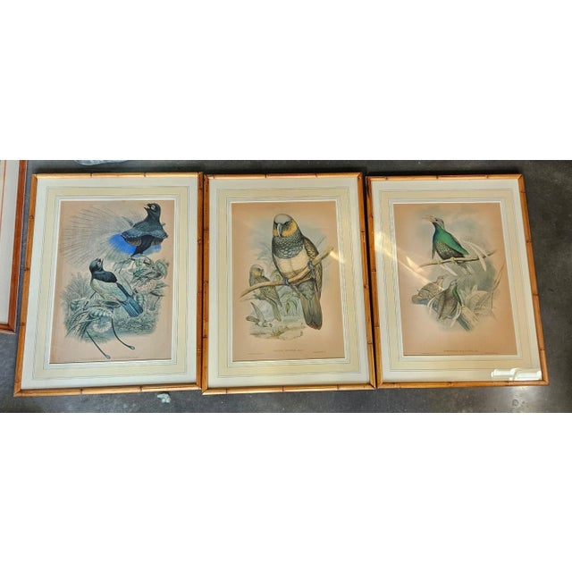 Three Hand Colored J Gould Bird Prints sold as found previously used showing only minor yellowing to paper without damage,