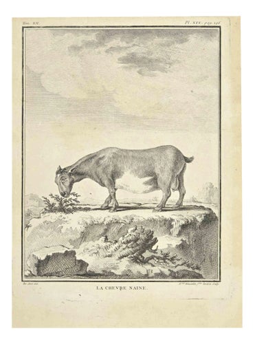 Madeline Rousselet, La Chevre Naine, Etching, 1771