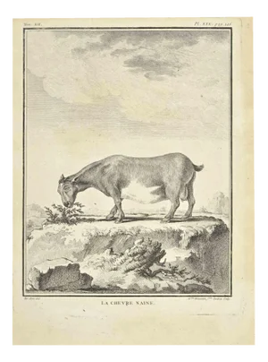 Madeline Rousselet, La Chevre Naine, Etching, 1771