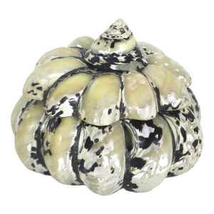 Vintage Shell Trinket Box Removable Lid