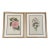 Vintage Botanical Prints Set of 2 - Authentic 1953 Prints For Sale