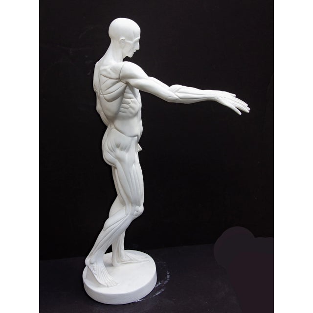White Anatomical Sculpture of Nude Male "L'Ecorche" After Jean Antoine Houdon For Sale - Image 8 of 13