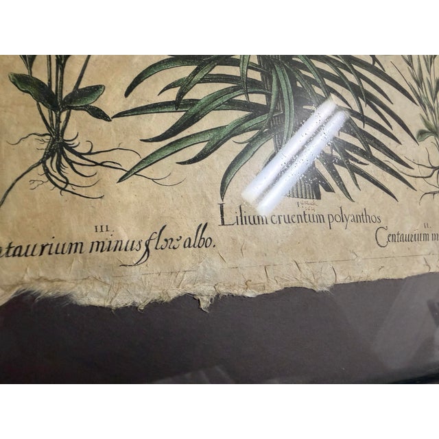 Hortus Eystettensis by the German Apothecary and Botanist Basilius Besler 1614 For Sale - Image 4 of 7
