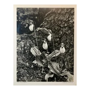 Samuel Gottscho, Vintage Silver Gelatin Signed Photograph Samuel Gottscho Garden Flowers Photo NY