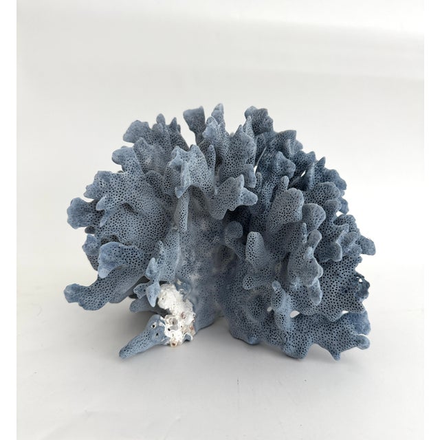 Shell Natural Blue Coral Specimen For Sale - Image 7 of 7