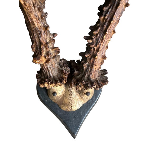 Roe deer trophy mounted on wood heart shaped plaque.