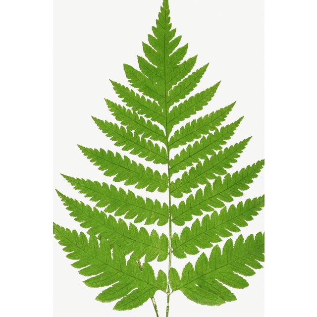 Vintage Fern Botanical Art Print Reproduction, 20" X 30" For Sale In Buffalo - Image 6 of 10