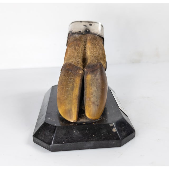 19th Century English Sterling Silver Mounted Deer Hoof Hunting Trophy For Sale - Image 4 of 13