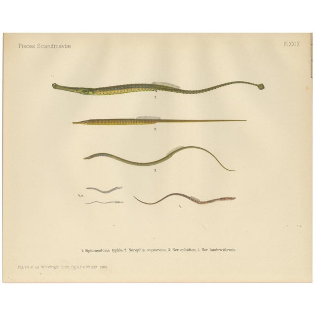 Pipefish and Worm Pipefish, 1895, Paper For Sale - Image 10 of 10