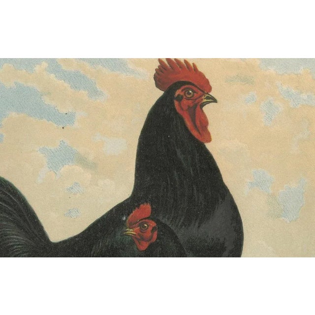 Foerster, Feathered Langshan, 19th Century, Lithograph For Sale - Image 4 of 10