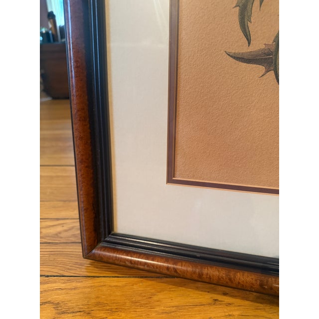Late 20th Century Framed Besler Basilius "Cinera Cum Flore" Hand-Colored Artichoke Reproduction Print For Sale - Image 11 of 14