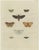 Cramer, Butterfly Illustrations Pl. 248, 1779, Prints, Set of 3 For Sale - Image 3 of 10