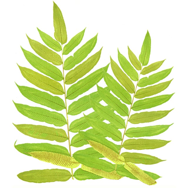 Double Buckler Fern Linen Pillow 20" x 20" Corded finish Hidden zipper in back Feather down fill The Double Buckler Fern...