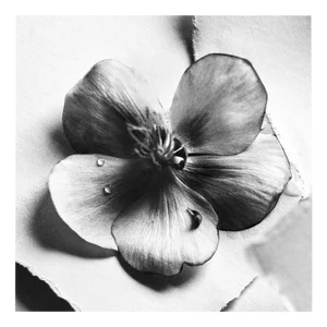 Ugne Pouwell, Black Hellebore No.4, 2024, Photography